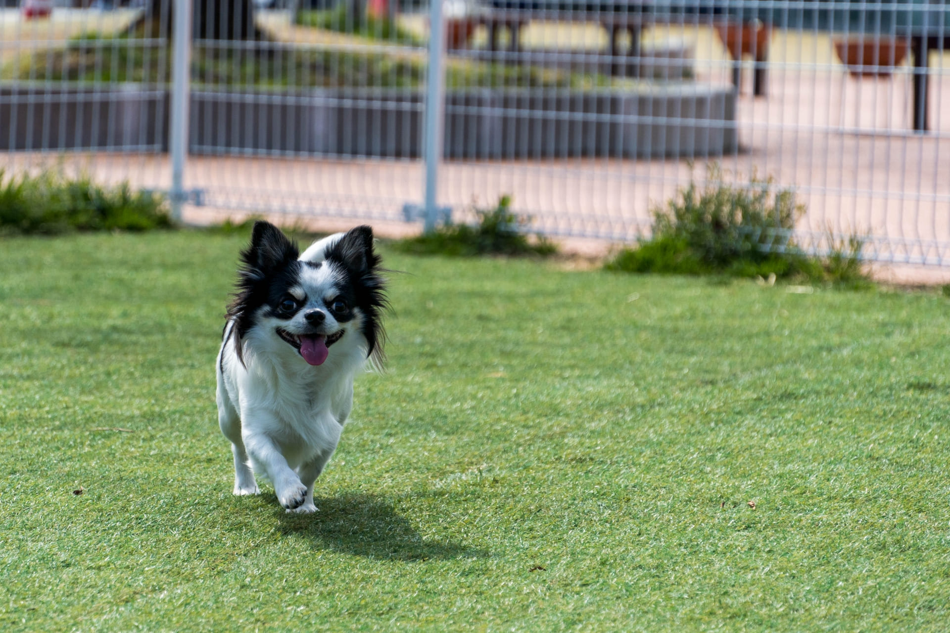 お子さまやペットにも安心の人工芝
